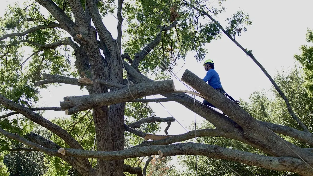 Professional Crown Thinning performed by certified arborists in Limon