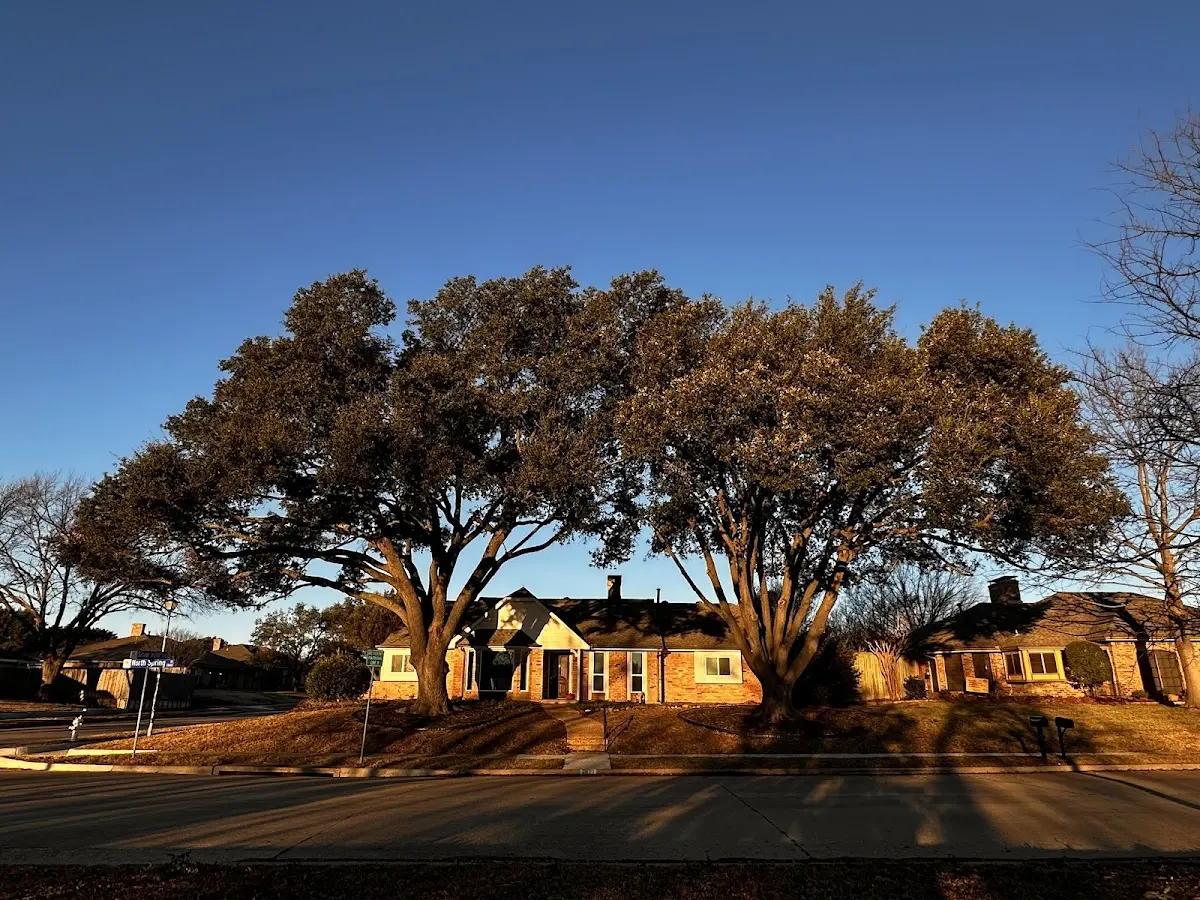 Established residential canopy tree shading a home in Limon